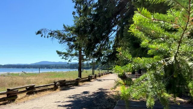 huge Mighty spruce or pine coniferous trees grow on the beach of the Pacific Ocean on Vancouver Island Canada there is a place to have a picnic in calm Calm Rathtrevor Beach, Parksville. High quality
