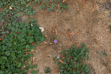 Burnt grass in summer draught showing climate changes