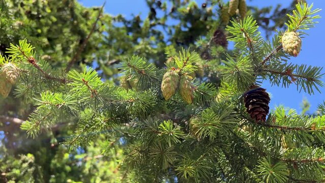 huge Mighty spruce or pine coniferous trees grow on the beach of the Pacific Ocean on Vancouver Island Canada there is a place to have a picnic in calm Calm Rathtrevor Beach, Parksville. High quality