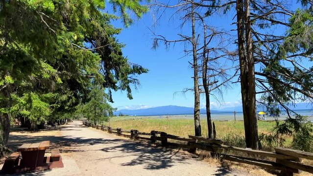 huge Mighty spruce or pine coniferous trees grow on the beach of the Pacific Ocean on Vancouver Island Canada there is a place to have a picnic in calm Calm Rathtrevor Beach, Parksville. High quality