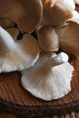 detalhe cogumelo paris. macro