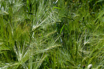 red poppies growing in an agricultural field with cereals