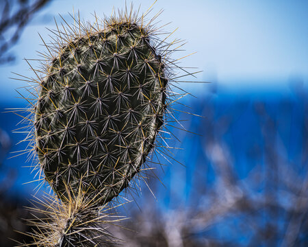 Prickly Pear Cactus close up, Opuntia echios, on Santa Fe island, Galapagos islands, Ecuador, South America