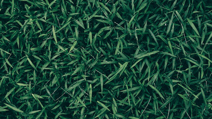 green grass background
