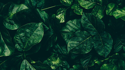 Fototapeta na wymiar dark green leaf texture background