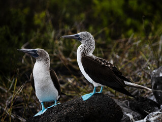 Blue footed boobies on San Cristobal Island, Galapagos Islands, Galapagos, Ecuador, South America