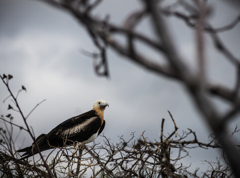Adolescent frigate bird on San Cristobal Island, Galapagos islands, Ecuador, South America
