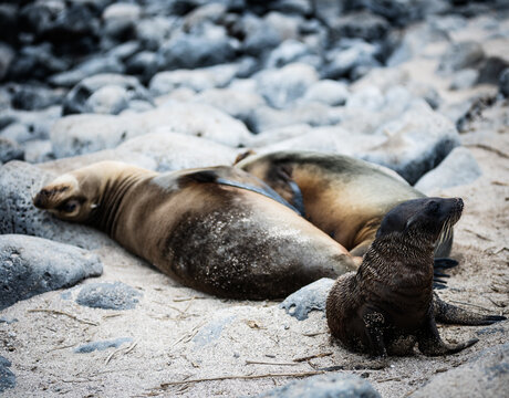 Baby sealion on San Cristobal Island, Galapagos islands, Ecuador, South America