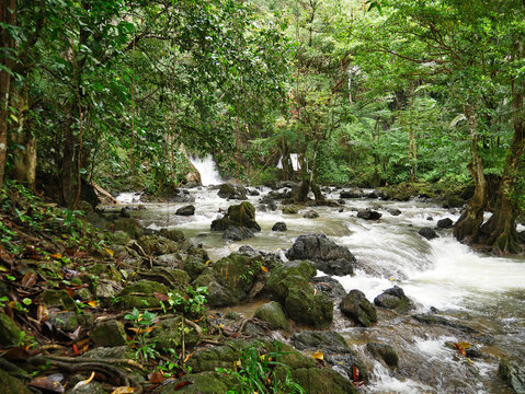 Fluss im Regenwald