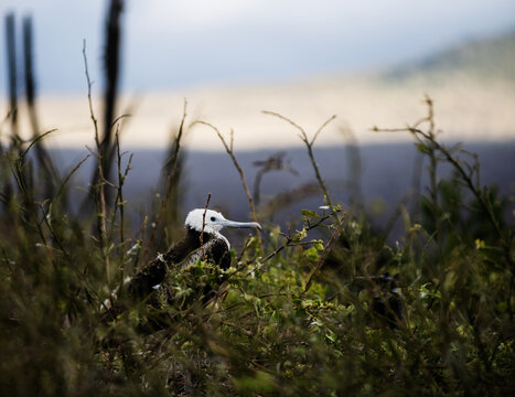 Female frigate bird on San Cristobal Island, Galapagos islands, Ecuador, South America