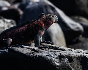 Christmas Iguana on Espanola Island, Galapagos islands, Ecuador, South America