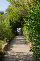 Obraz premium Camino entre los árboles