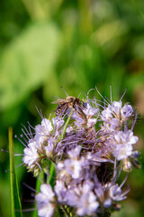 A worker bee collects pollen from a phacelia flower to make honey