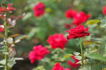 Fototapeta premium flower, 네이처, 뜰, red, 로즈, 식물, flower, 미, 여름, 분홍, 블로섬, 봄, 개화, 로즈, 꽃, beautiful, love, 식물, 변색, 나뭇잎, 꽃다발, 다채로운, yellow, 백