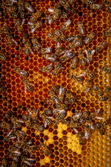 Bees on honeycombs with honey in close-up. A family of bees making honey on a honeycomb grid in an apiary