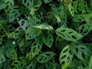 a pile of perforated widow leaves with a charming green that is suitable as a background