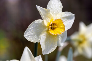 spring narcissus flower in dust and dirt after the last rain