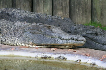 Obraz premium American Crocodile (Crocodylus acutus) at a local zoo