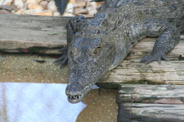 Obraz premium American Crocodile (Crocodylus acutus) at a local zoo