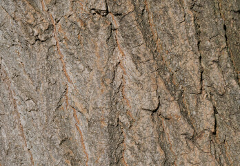 The tree bark of the elm has a light brown shade, dotted with deep wrinkles. The natural texture of the tree bark of a small-leaved elm.