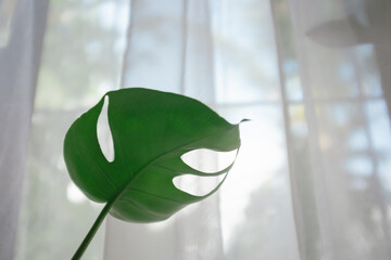 Baby monstera deliciosa © Jorge