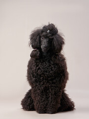 black small poodle on a beige background. curly dog in photo studio. Maltese, poodle