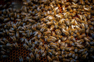 Bees on honeycombs with honey in close-up. A family of bees making honey on a honeycomb grid in an apiary