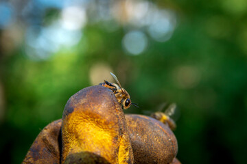 Bee drones close-up. Beehives in the apiary