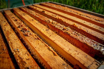 Frames with honeycombs. Beehives in an apiary