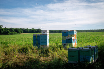 Mobile apiary in a field with flowers. Beehives in the apiary
