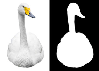Swan isolated on white