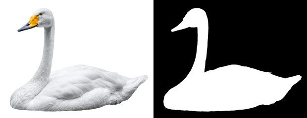 Swan isolated on white © johannes