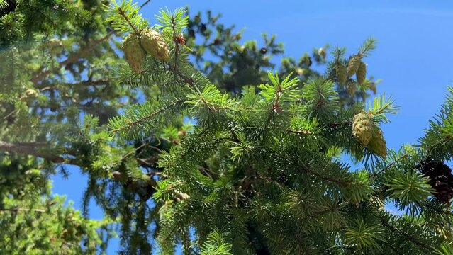 pine or spruce on which young cones grow very bright green needles against the sky pine trees that grow near the ocean close-up you can see the branches Rathtrevor Beach, Parksville.