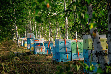 Fototapeta na wymiar Mobile apiary in the woods near a field of flowers. Work on the apiary