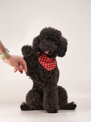 black small poodle on a beige background. curly dog in photo studio. Maltese, poodle