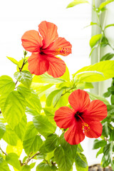 Red hibiscus flower, concept of eco home garden. Houseplants in a modern interior.