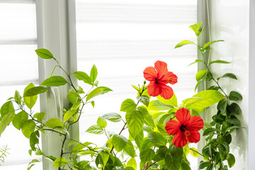 Various home plants: hibiscus, avocado tree and orange tree, concept of eco home garden....