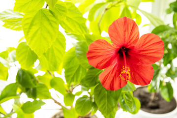Red hibiscus flower close-up, concept of eco home garden. Houseplants in a modern interior.