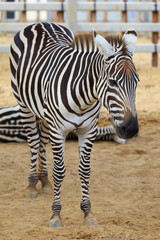 The burchell zebra in farm at thailand
