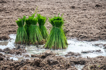 grass and soil