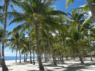 Fototapeta na wymiar Weißer Sandstrand auf den Philippinen unter Palmen