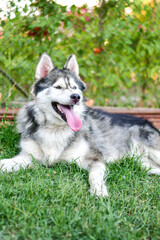  Happy Smiling  Siberian husky dog outdoor on green grass 