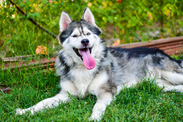  Happy  Smiling Siberian husky dog outdoor on green grass 