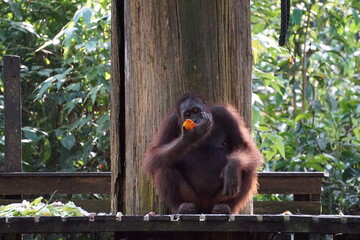 Orang Utan Weibchen beim Fressen
