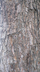 Texture of gray tree bark