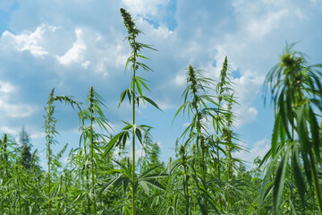Field of cannabis, used for medical treatment, smoking for fun causing addiction, and for industrial use like constructions, textile production, insulation.
