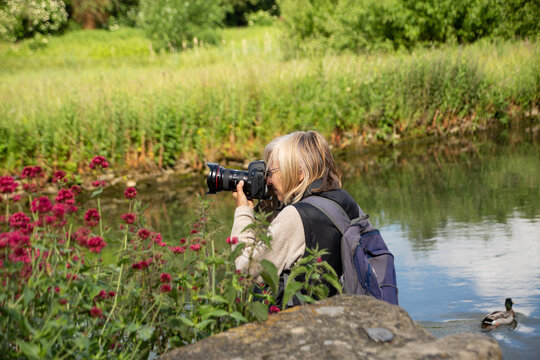 Photographer taking nature photos by red flowers and duck in the water