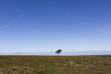 Naklejka na ściany i meble Single Lone Tree on Horizon with Blue Sky and Green Plants Portrait