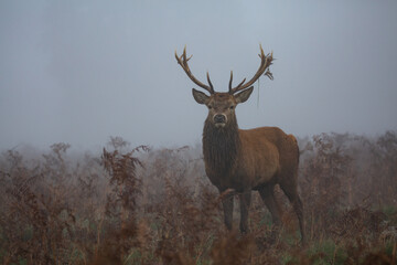 Red deer stag in the fog on a misty morning, moss hanging from antlers