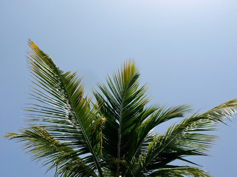 coconut green palm tree leaves and trunk against sunny tropical blue sky Caribbean exotic summer holiday hot background wallpaper backdrop concept travel getaway beach vacation